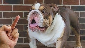 Do Dogs Really Hates Being Flipped Off - Funny Dog Reactions | Cool Pets