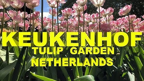 Keukenhof Gardens and Tulip Fields Tour from Amsterdam, Keukenhof Garden, Tulip Garden Netherland,