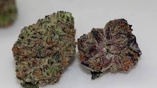 Ozone Animal Cake Review/ Comparison with Cake Mints—How do the Phenotypes Differ?