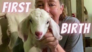 Turning A Skittish Goat Into A Sweet Mama And Milker