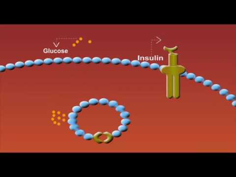 Video: Vilka gluttransportörer är insulinoberoende?