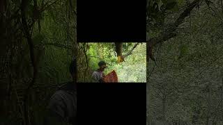 Deep forest specialties - go into the wild to find honey