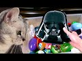 So Many Lot`s of Candy.  Unbox big box with cat