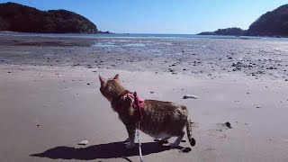 Today's healing cat walk [To the beach with my cat] by 小鉄チャンネル 293 views 2 years ago 3 minutes, 5 seconds