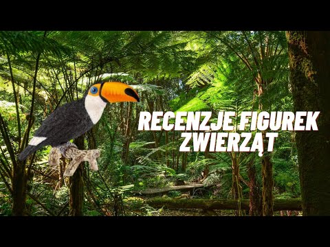 Wideo: Ptak Tukan: siedlisko, zdjęcie i opis