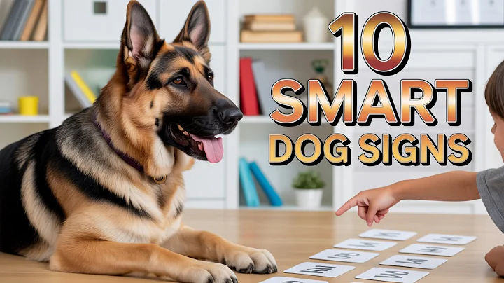 Is Your Dog a Genius? 10 Signs of a SMART Dog!