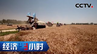 一块亩产700斤一块亩产1200斤 相邻两块地差别为何这样大？「经济半小时」20210610 | CCTV财经