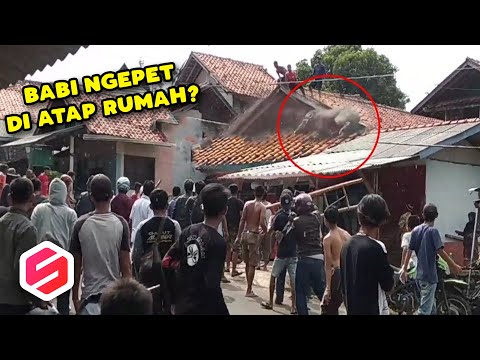 Video: Pet Sangkar: Anjing Diselamatkan Dari Bawah Beton Beton, Orang Gila Boleh Belajar Dari Kematian