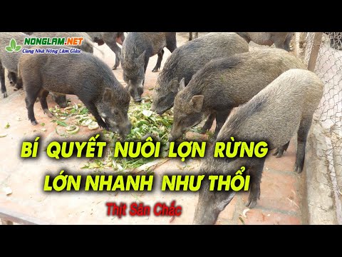 Video: Trung tâm mua sắm Shangal ở Moscow: cửa hàng, nhà hàng, dịch vụ