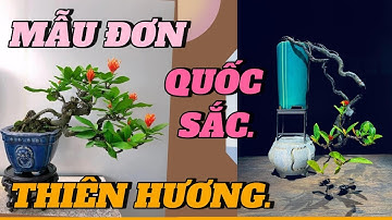 Ngỡ ngàng trước vẻ đẹp kiêu sa của quốc sắc thiên hương – Mẫu Đơn#bonsai #caycanh #bonsaitree