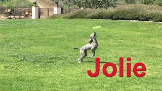Jolie Toss & Fetch April 2020 short vs