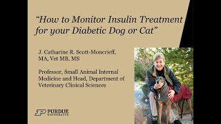 How to Monitor Insulin Treatment for your Diabetic Dog or Cat