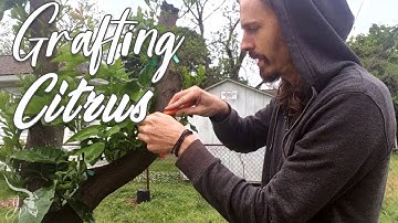 How to Graft onto a Citrus Tree