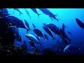 시밀란 군도 바닷속 #8 (similan National Park underwater videos #8)