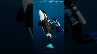 Arctic Miracle: Diver Removes Barnacles from Killer Whale (Orca) #SeaRescue #naturedocumentary