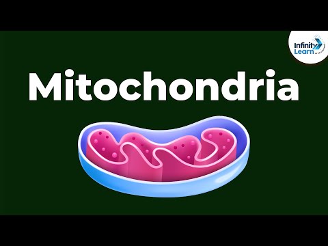 Video: Hva Er Mitokondrier