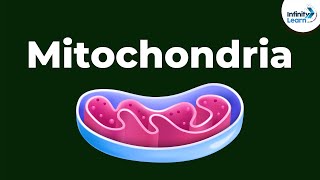 Mitochondria - Powerhouse of the Cell | Don