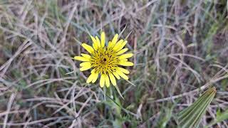The Yellow Salsify