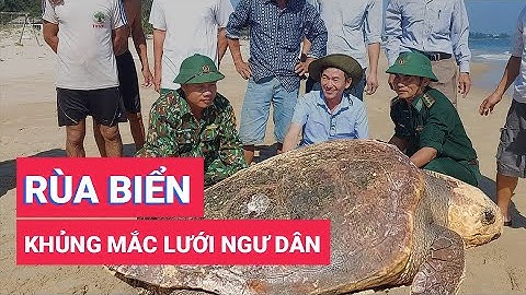 Rùa biển 70kg mắc lưới ngư dân và được thả về biển