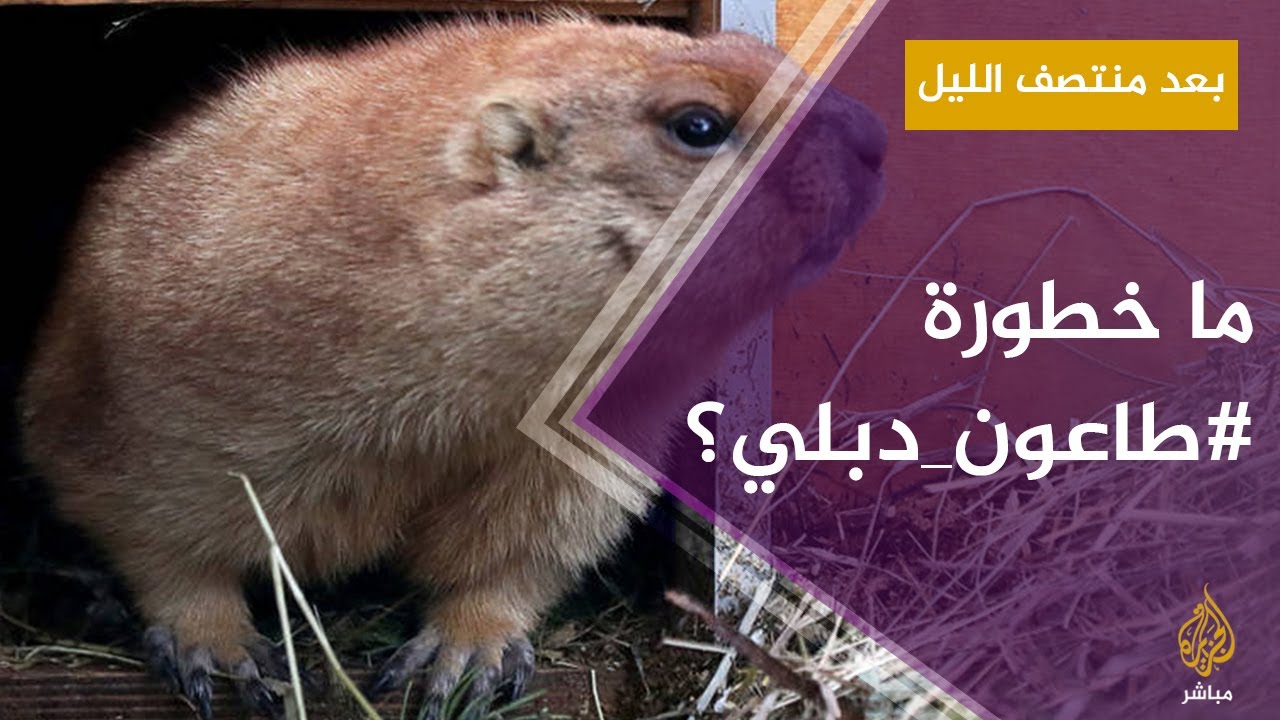 بعد منتصف الليل.. ما خطورة #طاعون_دبلي الذي ظهر في #الصين؟