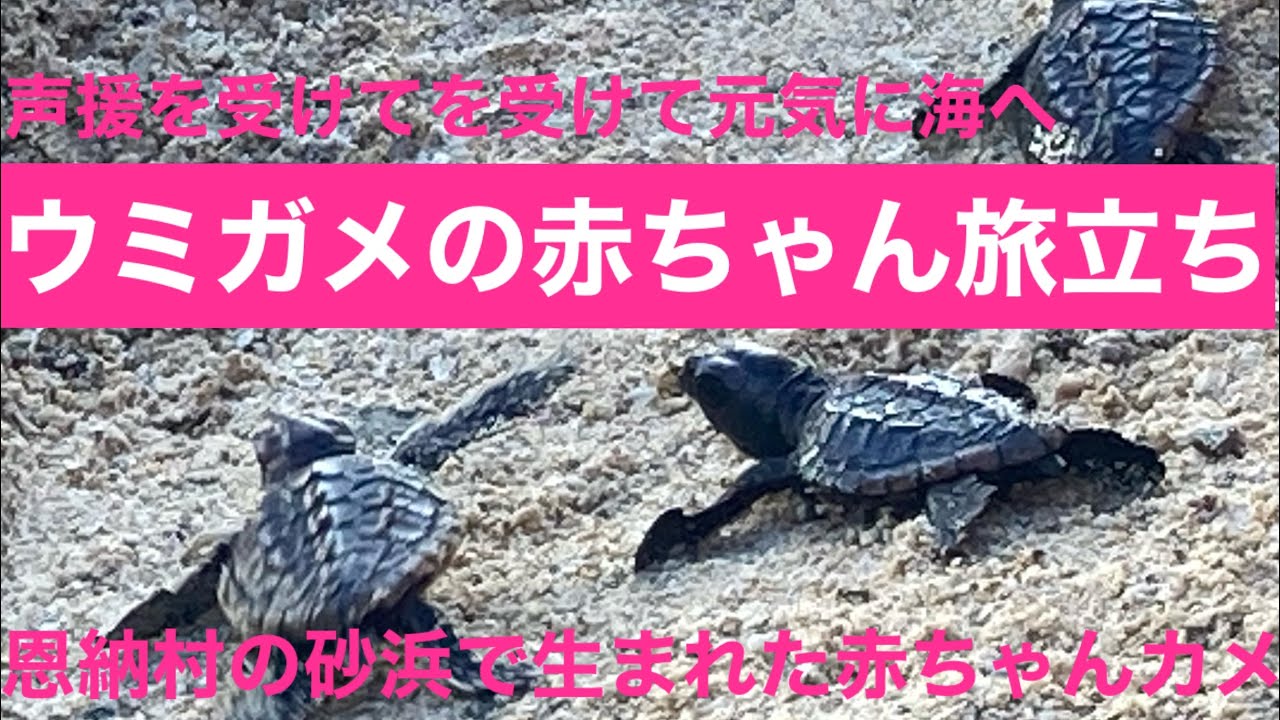 海と沖縄(ウミガメの赤ちゃん旅立ち) - YouTube