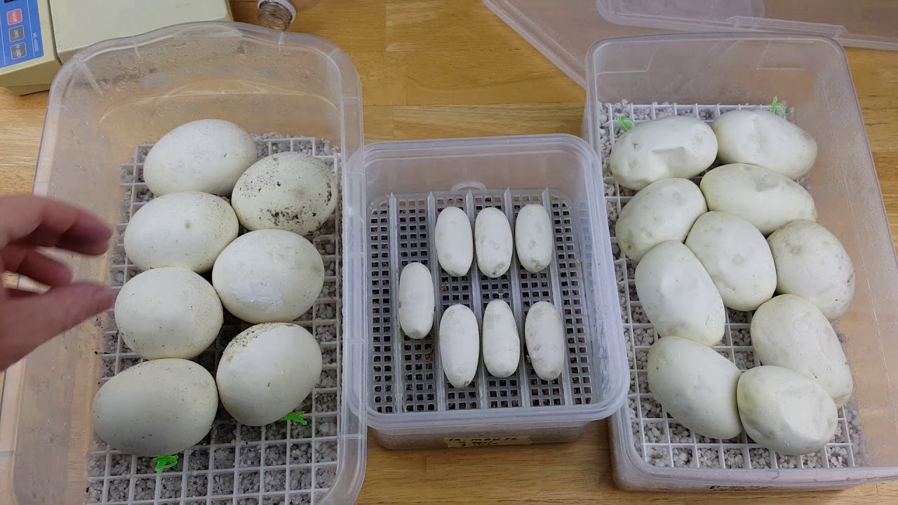 lucy vives Comparing Eggs From Different Snake Species