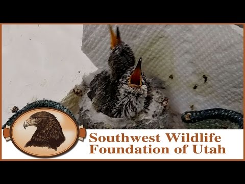 Raising Rescued Hummingbirds