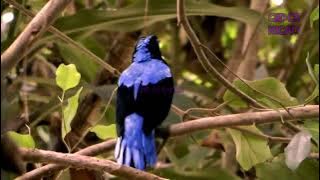 Burung Cucak Biru di Alam Liar | Berkicau | Kicau Cucak Biru