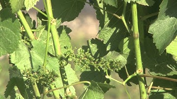 Elkhorn Peak Cellars: Pinot Noir Springtime Bloom In the Vineyards