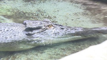 Toledo Zoo Baru the Crocodile