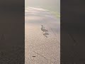 Ducks crossing the road #ducks #nature #shortsfeed #cute #viralvideo