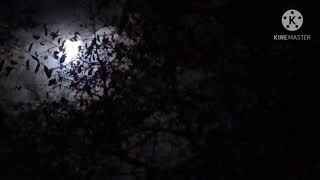 القمر البدر في ليلة تمامة 🌕