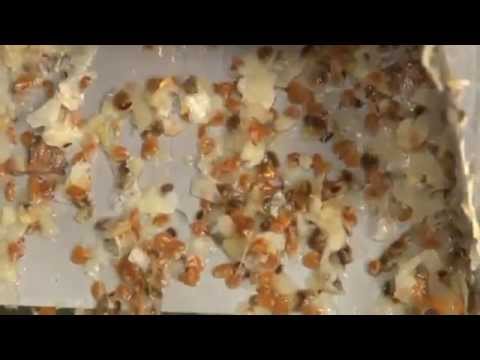 Extraction Huile De Pepins De Figue De Barbarie Safi Youtube