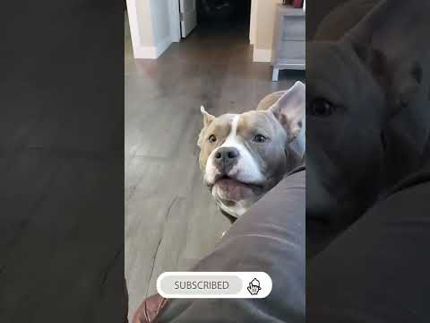 SASSY AMERICAN BULLY