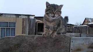 Котенок Барс, Гуляем в городе с щенком :) Котенок Барс, Гуляем в городе с щенком :)
