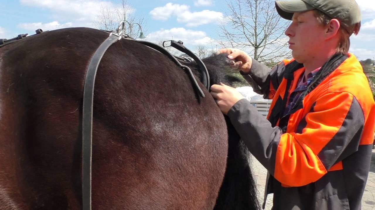 Horse Harness YouTube