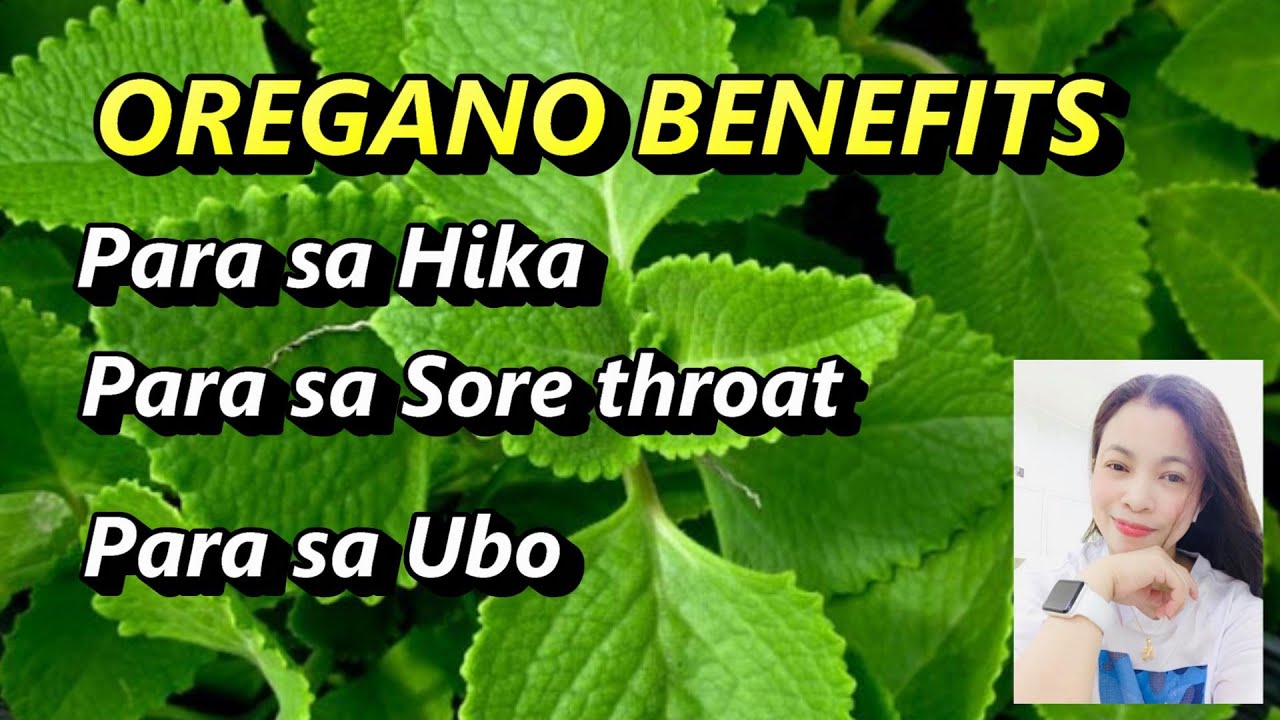 AMAZING BENEFITS OF OREGANO HALAMAN GAMOT YouTube
