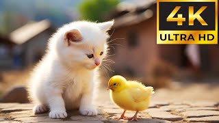 Baby Animals 4K - A Heartwarming Journey Into The World Of Baby Animals With Relaxing Music by Tiny Paws 4,029 views 2 months ago 11 hours, 55 minutes