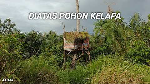 4 Hari Buat rumah pohon diatas batang kelapa dan buat kelapa muda bakar #trending