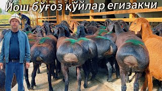 картинка: Йош егизакчи хисори бўғоз қўйлар тоззасидан боқинг