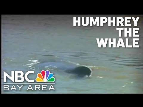 Video Vault: Humphrey the humpback whale