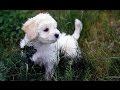 Cutest Puppy Ever #Tony part 1