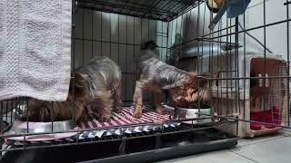 Eating Time With Dogs. We Miss You Cho