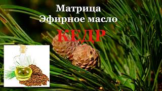 Матрица Гаряева💠Кедр Эфирное масло 🍀Cedar Essential Oil💠Matrix Garyaev