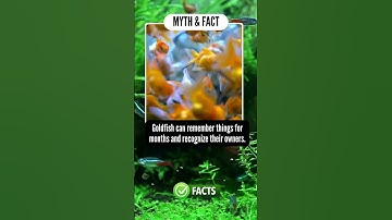 🐠 Goldfish Memory: More Than 3 Seconds! #GoldfishFacts #MythBusted #UnderwaterGenius