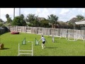 Dog agility  front cross