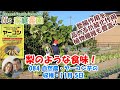 084 自然農・ヤーコン芋の収穫・11月 5日