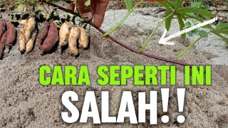 How to plant sweet potatoes from the stem so that the fruit is denser and more abundant