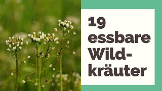 19 essbare Wildkräuter: Tipps rund um die beliebtesten Wildkräuter