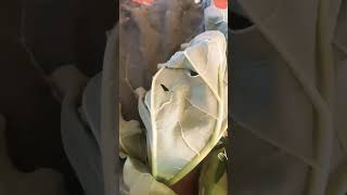 Rhubarb And Corn Fresh From Garden